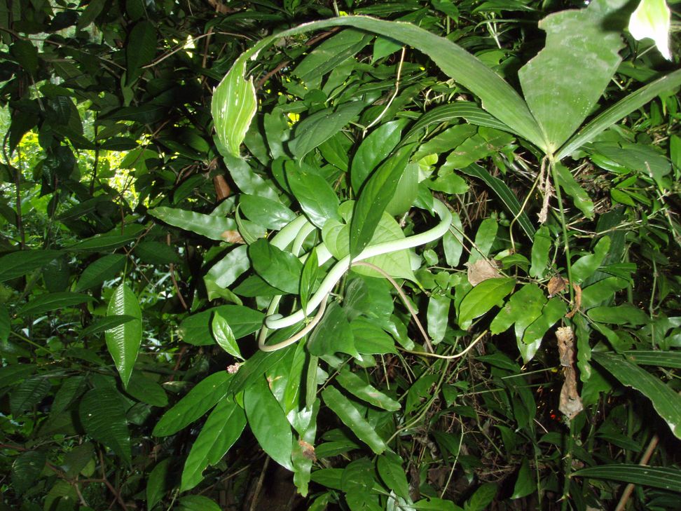 Cryptelytrops purpureomaculatus